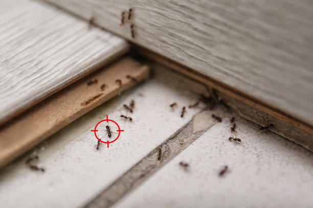 Best Flea Control Services  in Eureka, MO
