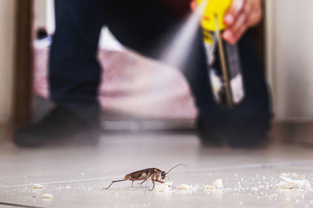 Best Cockroach Control Services  in Eureka, MO